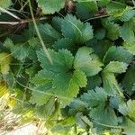 Ligusticum scothicum Leaf