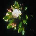Myrtastrum rufopunctatum Flower