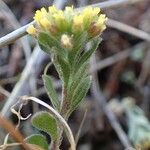 Alyssum alyssoides Облик