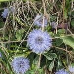 Globularia vulgaris Kvet