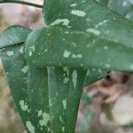 Smilax bona-nox Feuille