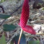 Anthurium andraeanum Flower