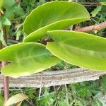 Cissus rotundifolia Lapas