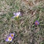 Crocus imperati Цвят