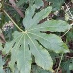 Fatsia japonica Leaf