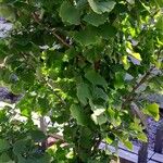 Ginkgo biloba List