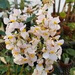 Begonia carolineifolia Flower