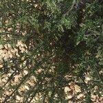 Nepeta nepetella 葉