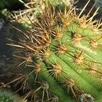 Weberbauerocereus weberbaueri 葉