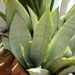 Sansevieria trifasciata ഇല