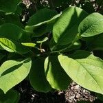 Magnolia sieboldii Leaf