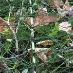 Equisetum telmateia Hoja