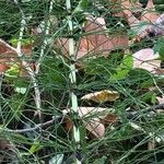 Equisetum telmateia Leaf