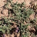 Verbena supina Leaf