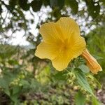 Pavonia sepium फूल