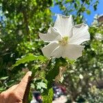 Hibiscus syriacus Blomst