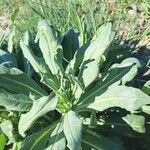 Isatis tinctoria Feuille