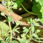 Veronica acinifolia Flower