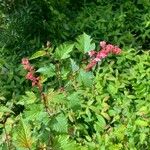 Neillia affinis Fleur