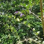 Petrea volubilisFlors