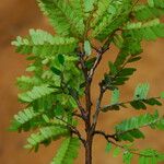 Tessmannia anomala Hoja