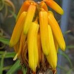 Aloe striatula Λουλούδι