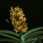 Ascocentrum miniatum Flor