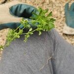 Galium verrucosum पत्ता