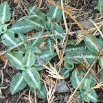 Goodyera oblongifolia عادت