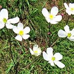 Ranunculus platanifolius Flower