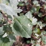 Atriplex laciniata पत्ता