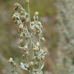 Artemisia absinthium फूल