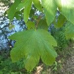 Acer pseudoplatanus برگ