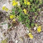 Saxifraga aizoidesFlower