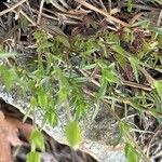 Arenaria montana Blatt