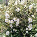 Cistus umbellatus Plante entière