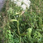 Angelica sylvestrisBloem