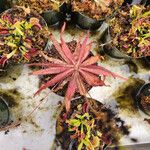 Drosera adelae Hoja