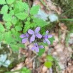 Cardamine chelidonia Kvet