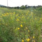 Crotalaria juncea موطن