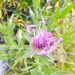 Centaurea nervosa Flor