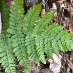 Dryopteris intermedia Liść