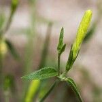 Haplophyton crooksii