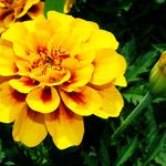 Tagetes erecta പുഷ്പം