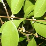 Myrciaria floribunda Feuille