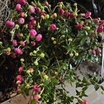 Gaultheria mucronata Hábito