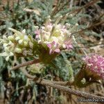 Chaenactis santolinoides 花