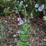 Cynoglossum creticumFlor