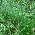 Bromus madritensis Habit