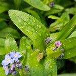 Myosotis sylvatica Blatt